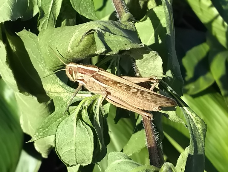 今がまだ旬のツチイナゴ_2021年11月3日12時頃 気温19度